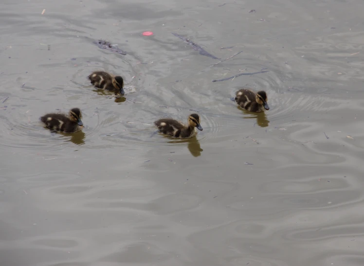 three little ducks that are swimming in the water