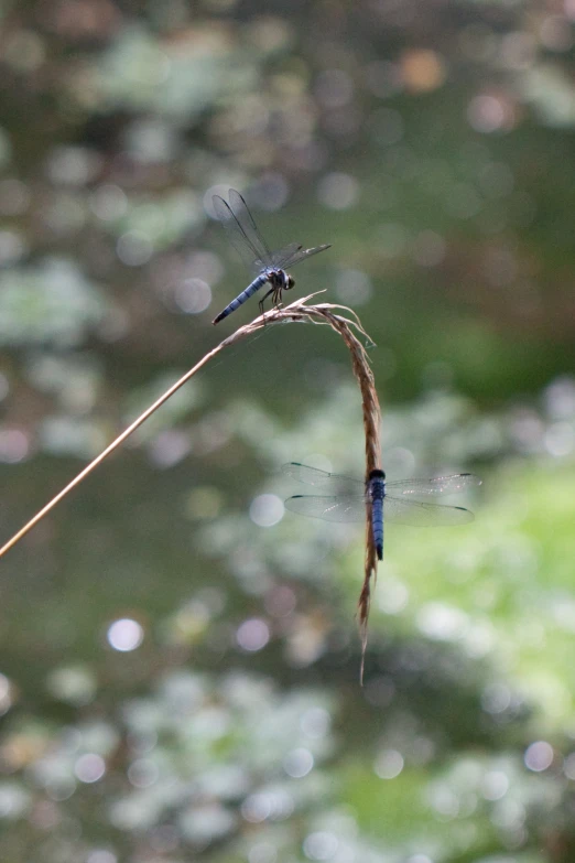 a dragon fly is flying up on the thin thin stick
