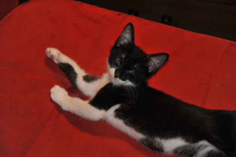 the kitten is lying on the couch with his paw out