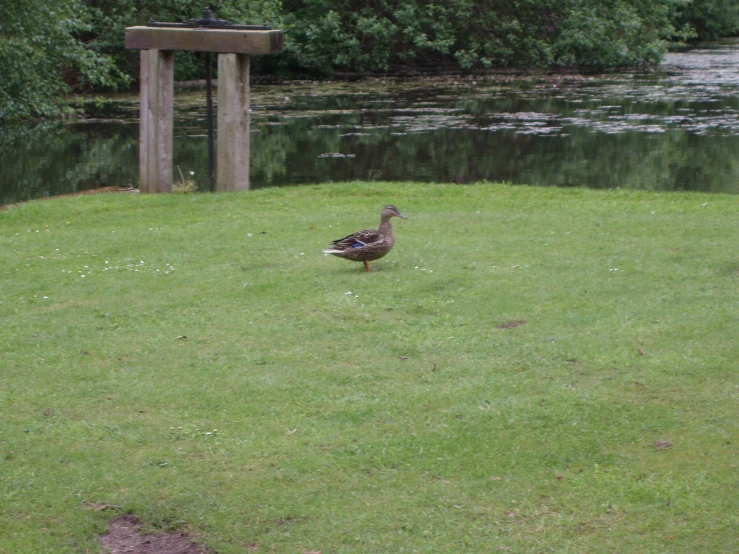 a bird that is walking around in the grass