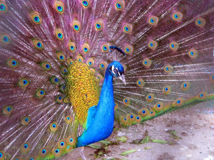 a peacock displaying its feathers while standing on a dirt ground