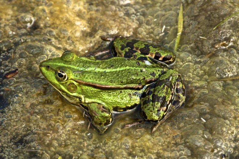 two frogs are sitting next to each other in a pond