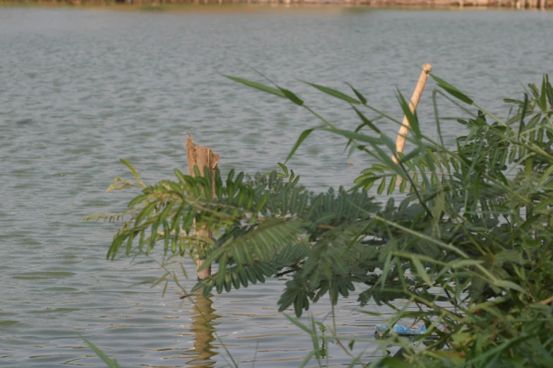 a large tree nch sticking out of the water