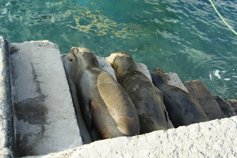 several sea lions are looking over the ledge