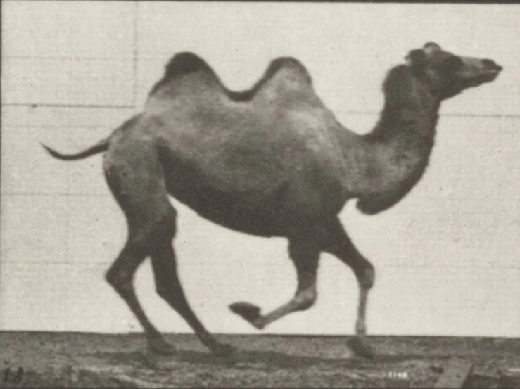 the camel is trotting near the wall