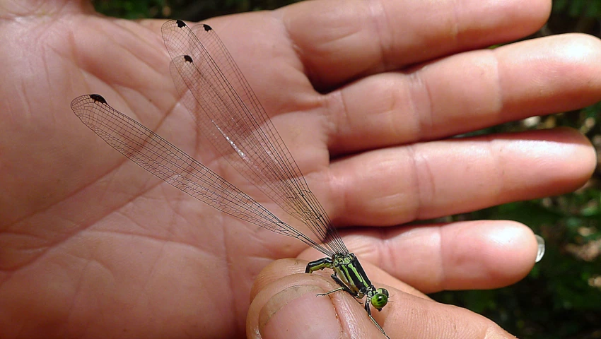 a close up of a person holding a small insect