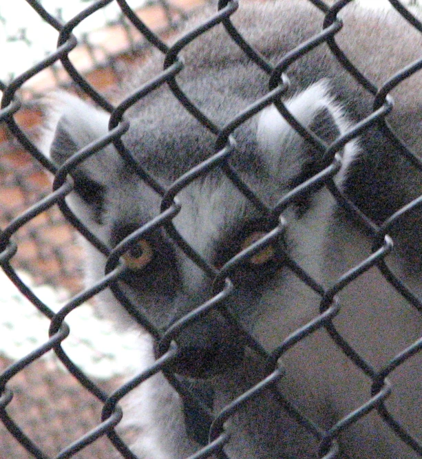 a monkey on a fence looking through the cage