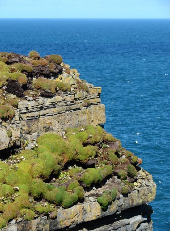 green moss on rocks with blue water in the background