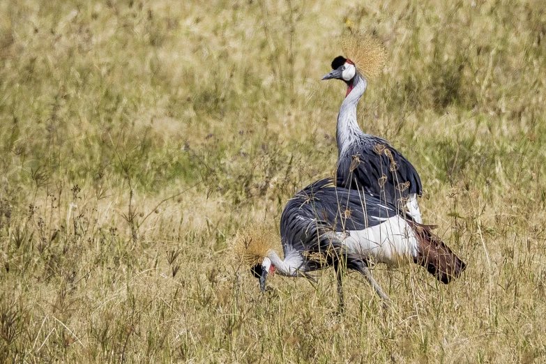 two birds in tall brown grass near each other