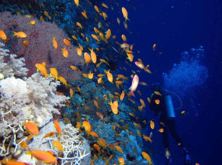 a scuba diver takes some pos of a colorful reef