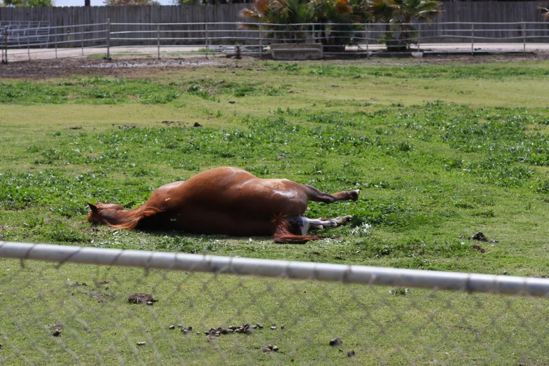 a horse lying on its side in a field