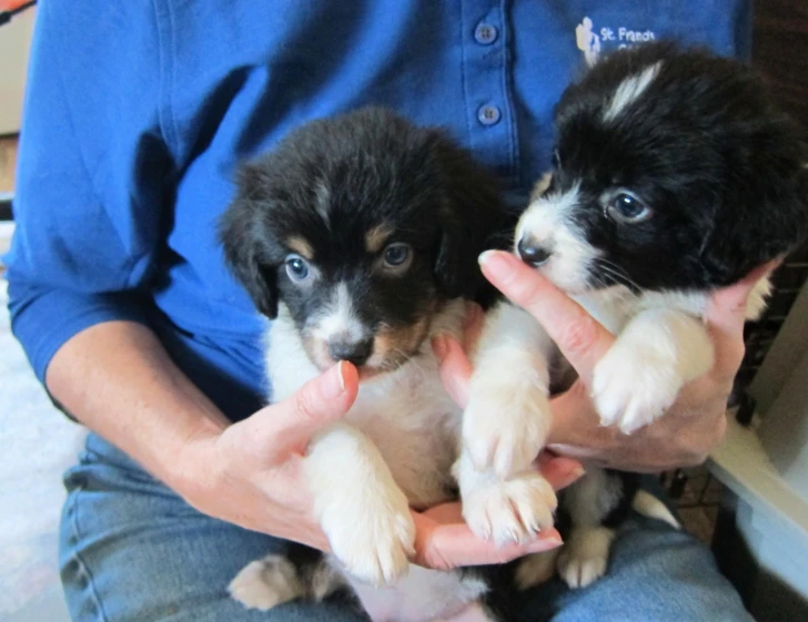 a man holds three puppies with one paw