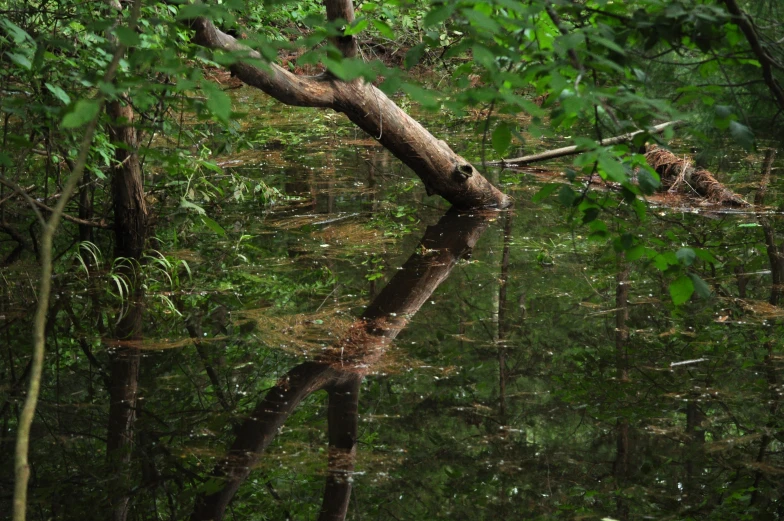 a very large nch lying on top of a forest floor