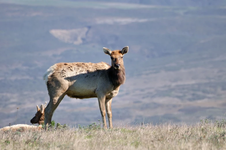 two animals stand on a mountain field as they eat grass