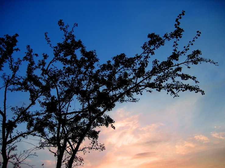 tree silhouettes against blue sky at dusk