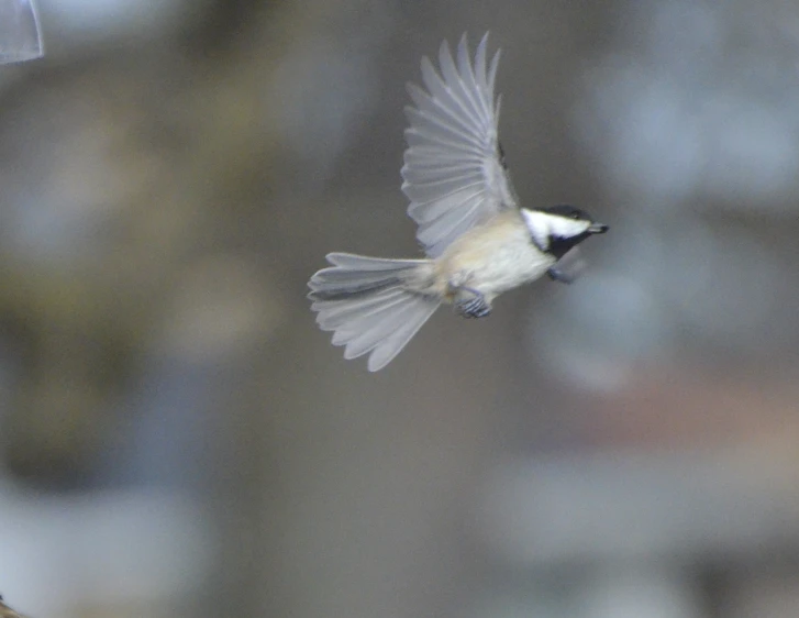 a white bird flies high in the air