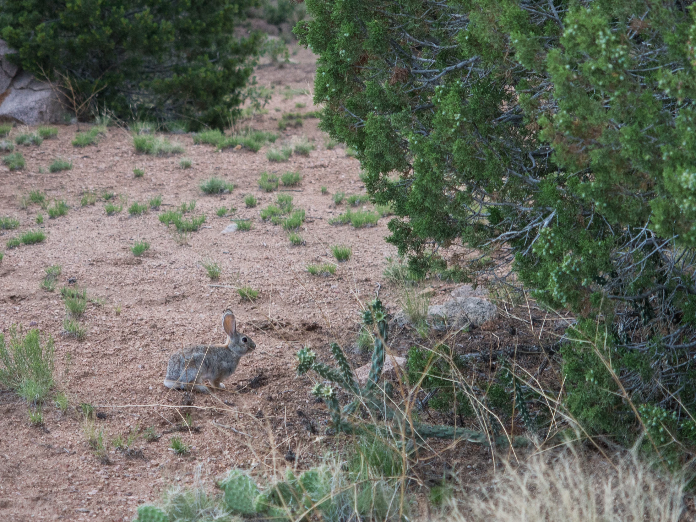 a wild bird sits in the brush near a bush