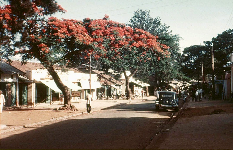 small street with a tree and two old cars