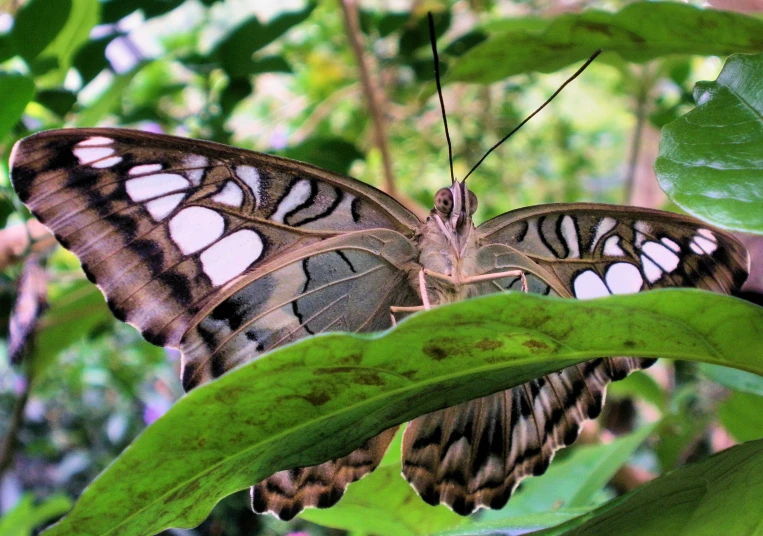 a beautiful brown erfly with black spots on its wings