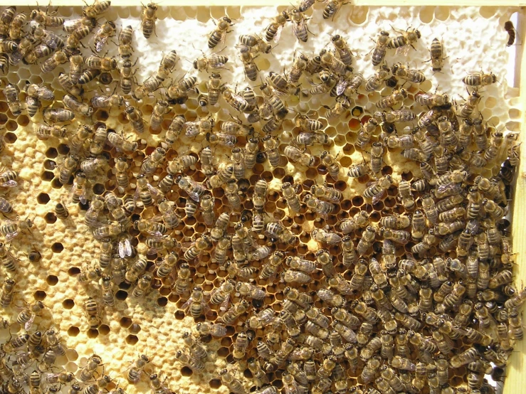 several bees laying on a table, with the other bee hives scattered around them