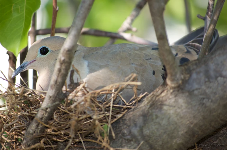 a gray bird sitting on top of a nest in a tree