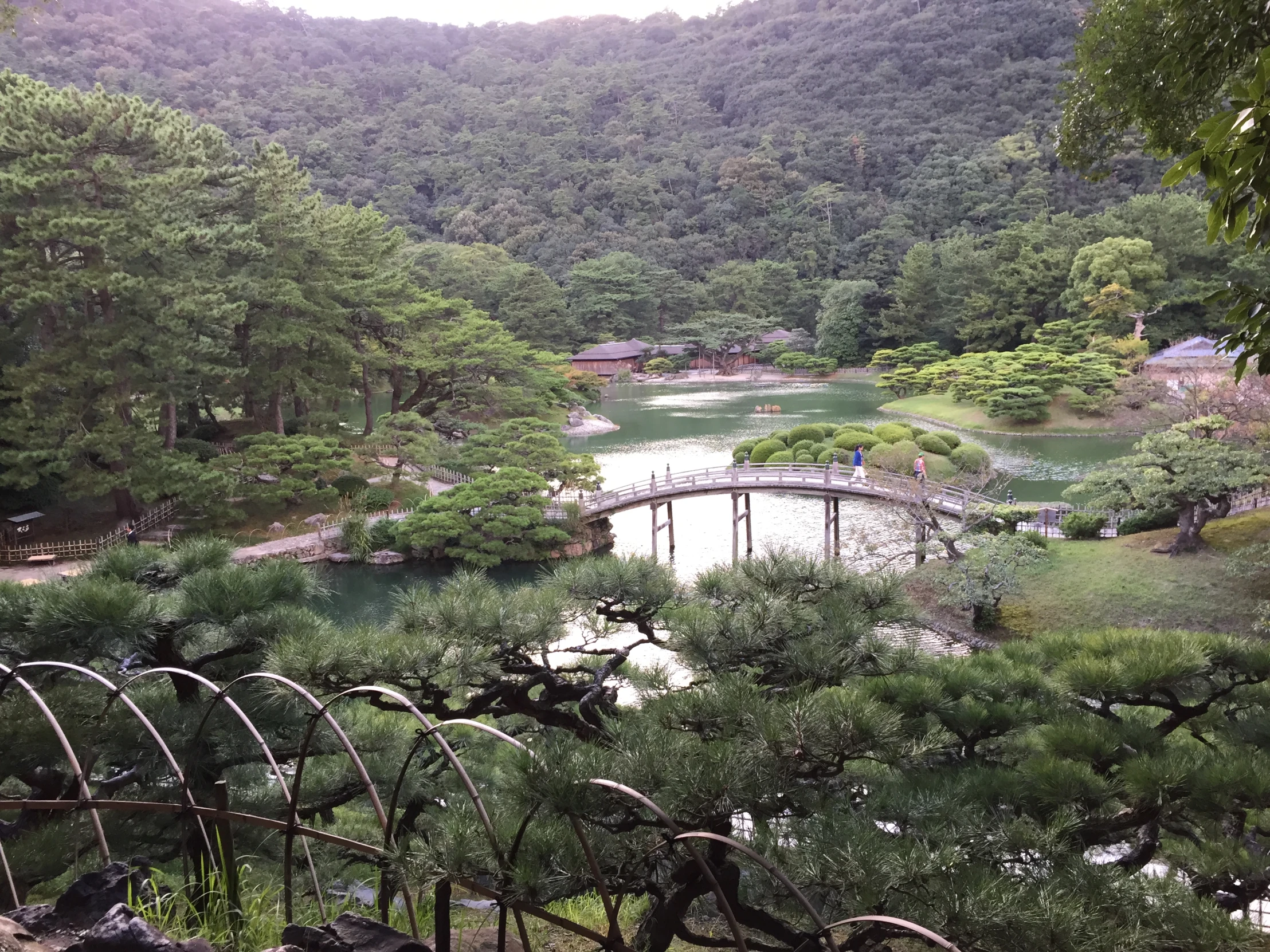 the view down at a small park with lots of trees and bushes