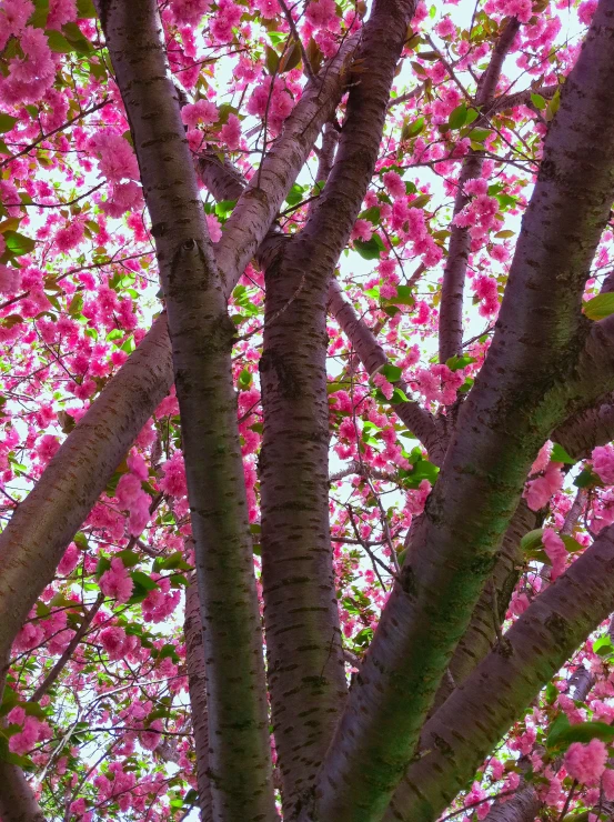 some pink trees with purple flowers in the background