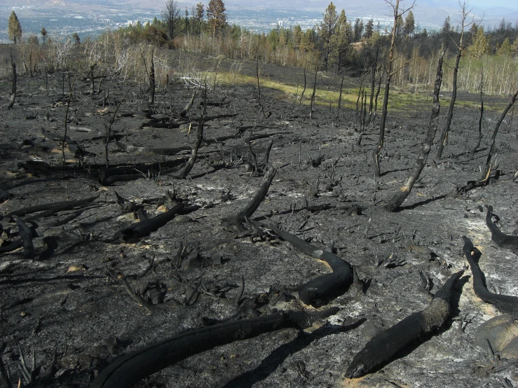 burned trees and dirt land with mountains in background