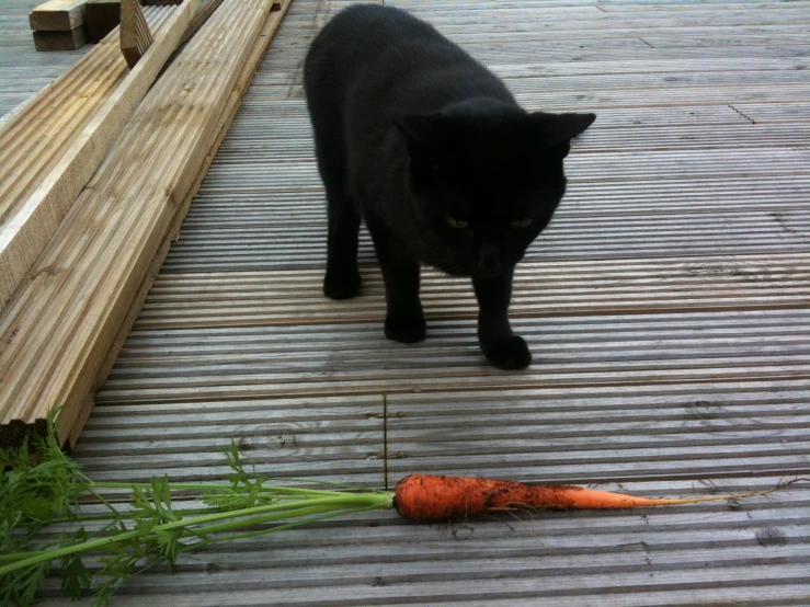 the cat is standing next to the carrots on the ground