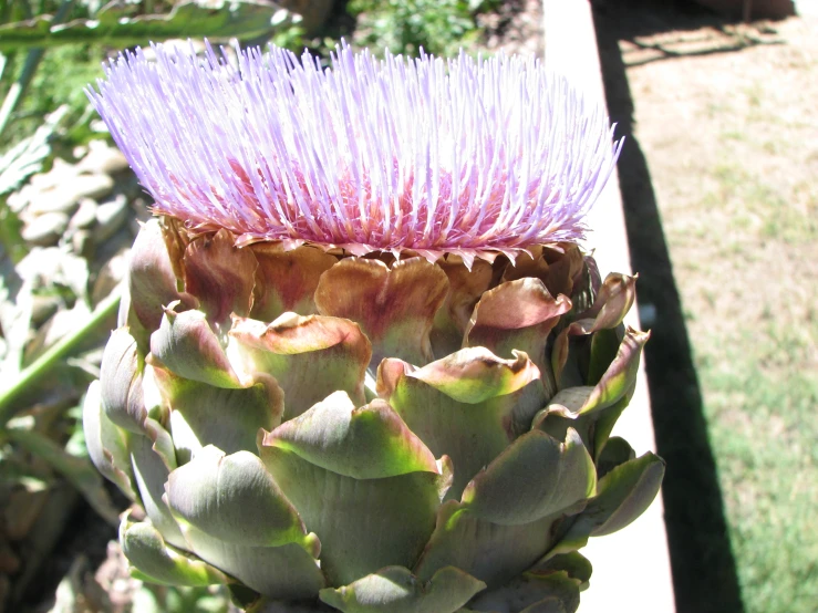 a close up of a succulent plant with lots of purple flowers