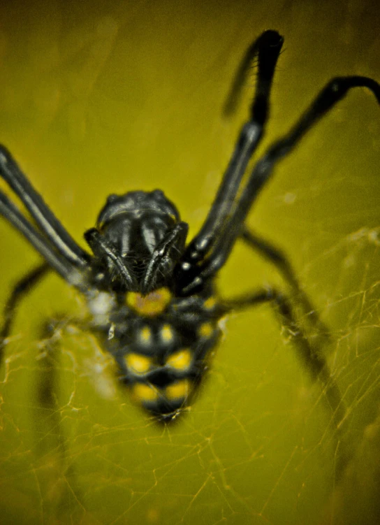 the large black and yellow spider sits on the surface