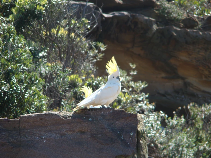 a white bird with a yellow head and wings sitting on a rock