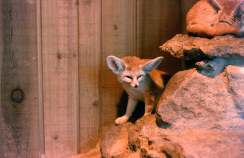 a fox standing in between a large rock