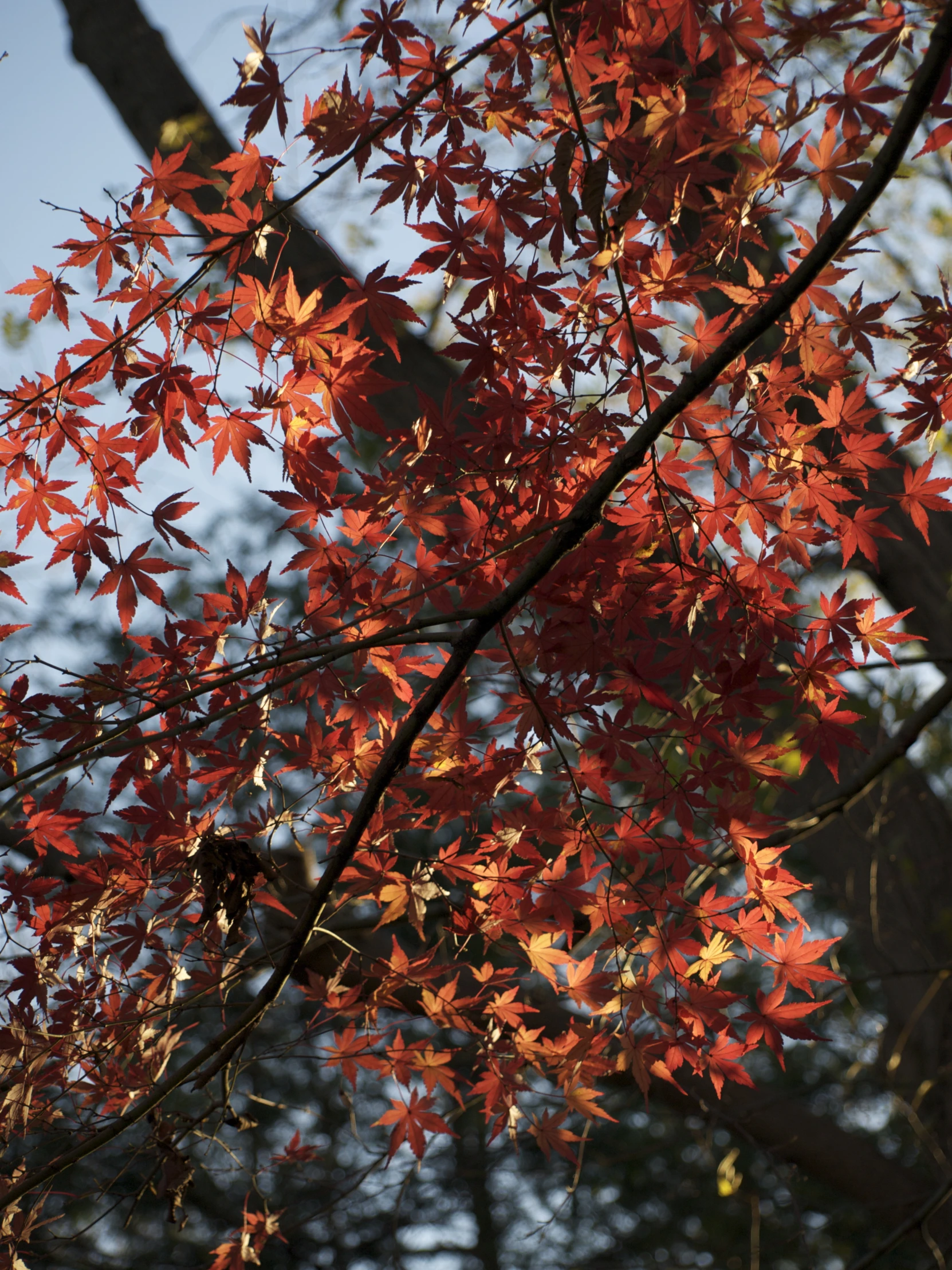 the leaves of the tree have very bright red