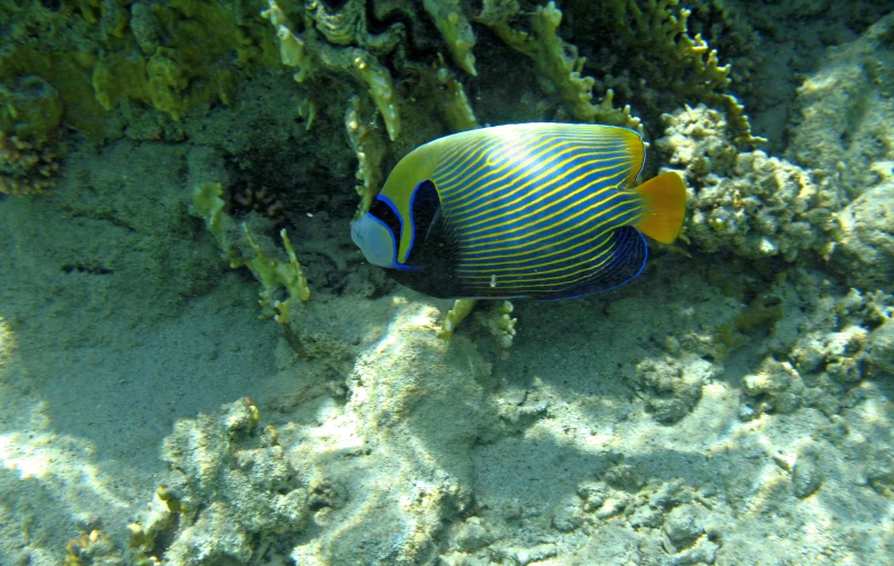 a close up view of a fish on the ocean bed