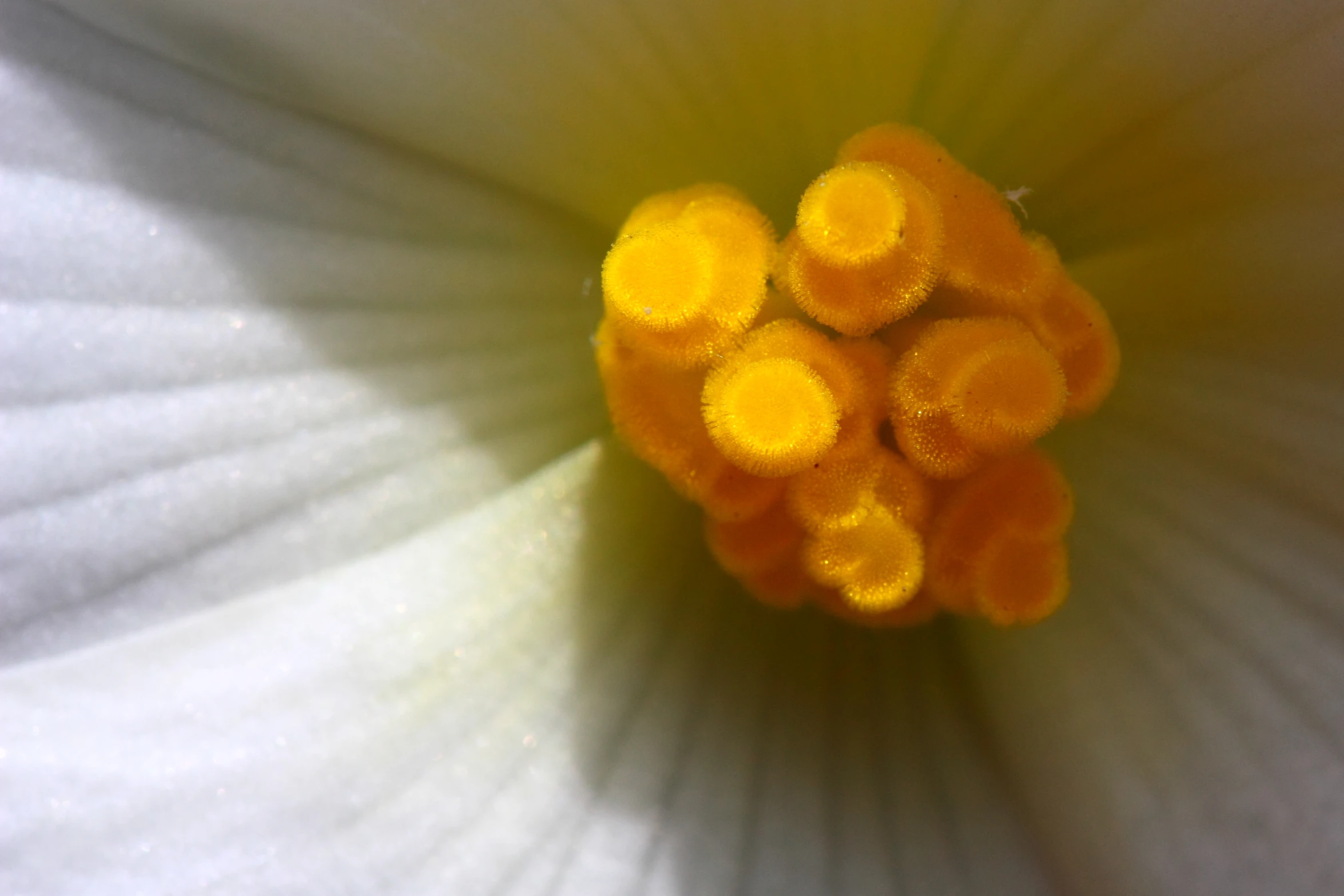 a white flower with two orange centers sitting in the center of it