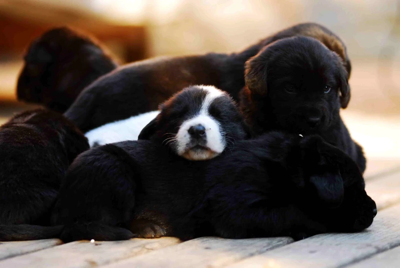 three puppies lie next to each other on the ground