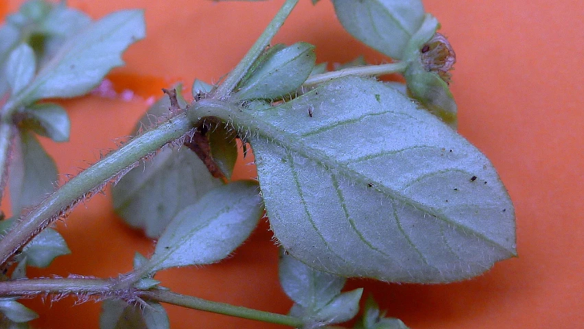 an unripe plant is next to some white buds