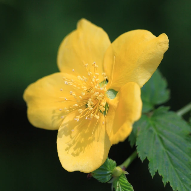 yellow flower with large petals on green leafy nch