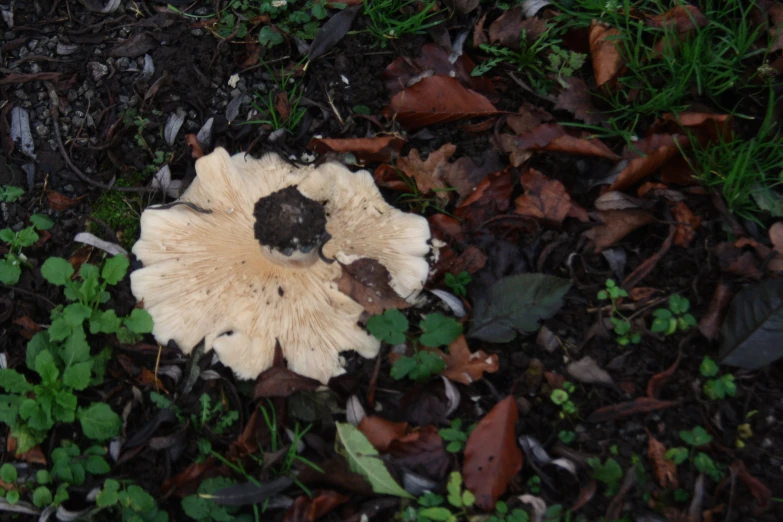 a mushroom has fallen into the ground