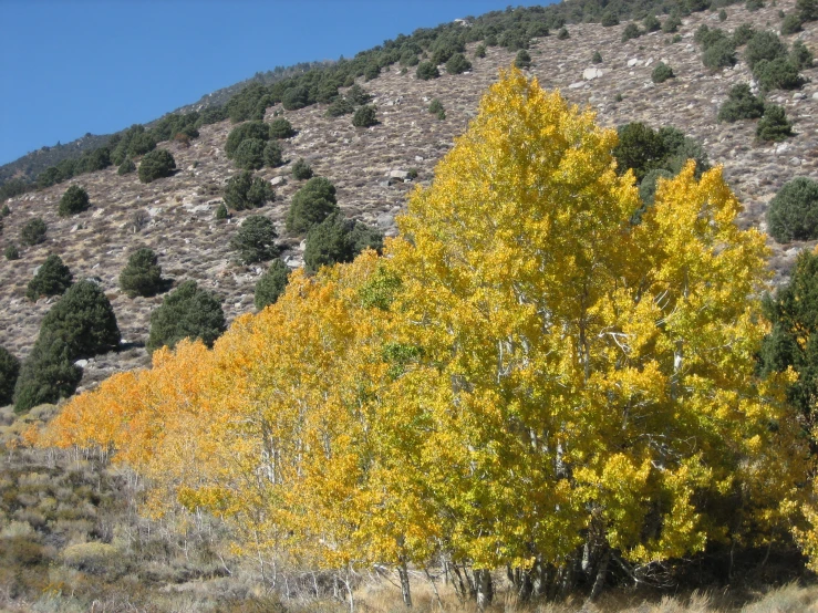 a single tree near the base of a rocky hill