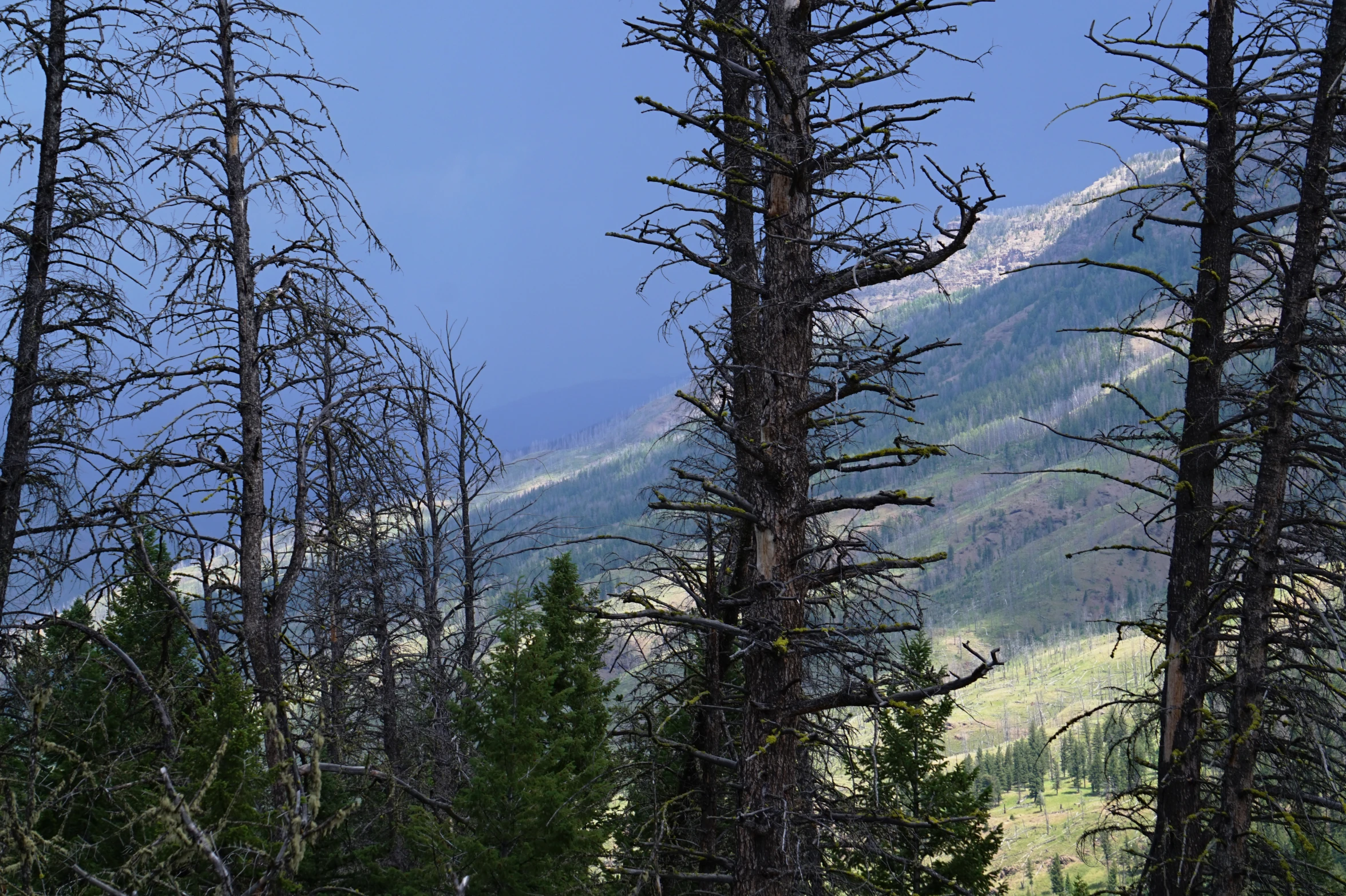 there is a patch of trees in the woods