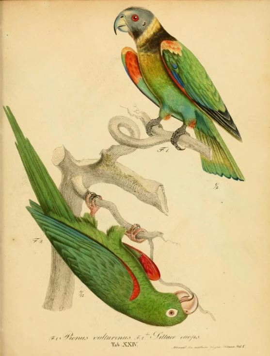 an illustration shows birds in different colors sitting on perches