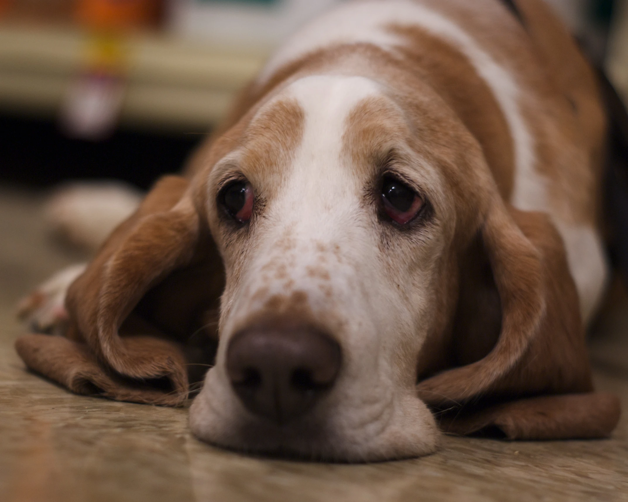 there is a dog that has a red - eyed eye