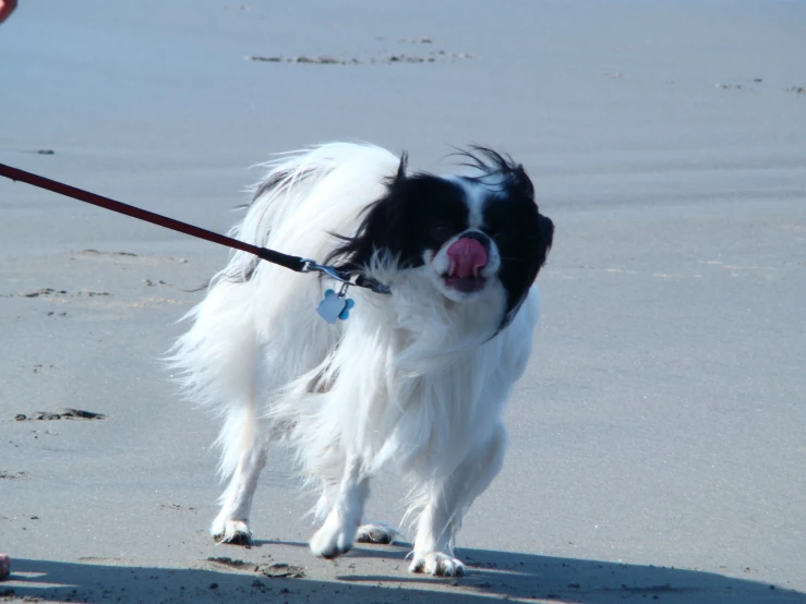 a black and white dog is on the beach