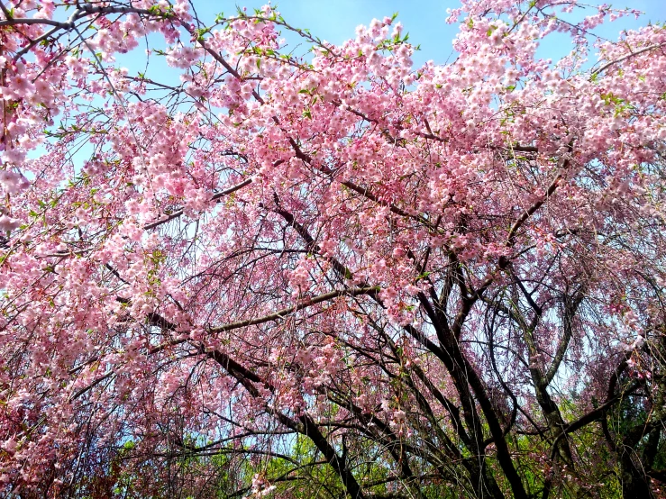 tree with pink blossoms in the springtime