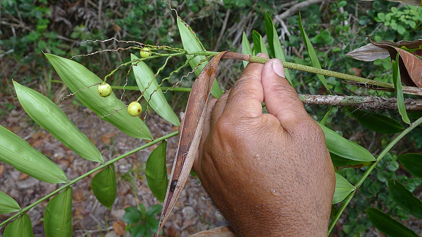 a person with a plant in the middle of his hand