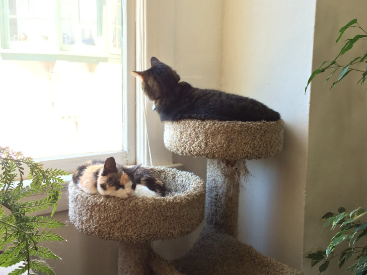 there is a cat that is in the cat tree