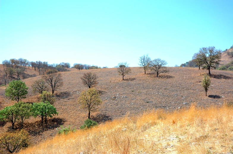 a hill of brown grass with trees on it