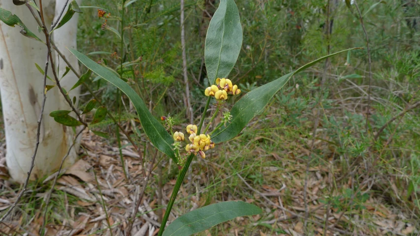 a plant with yellow flowers stands in the forest